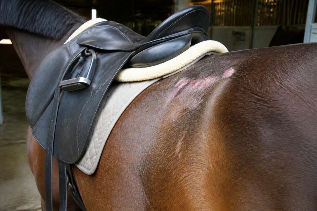 Conséquences d'une selle mal adaptée pour votre cheval