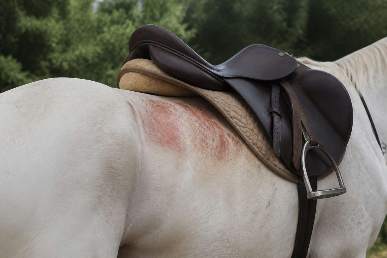 Pourquoi une selle mal adapt&eacute;e fait autant de d&eacute;g&acirc;ts