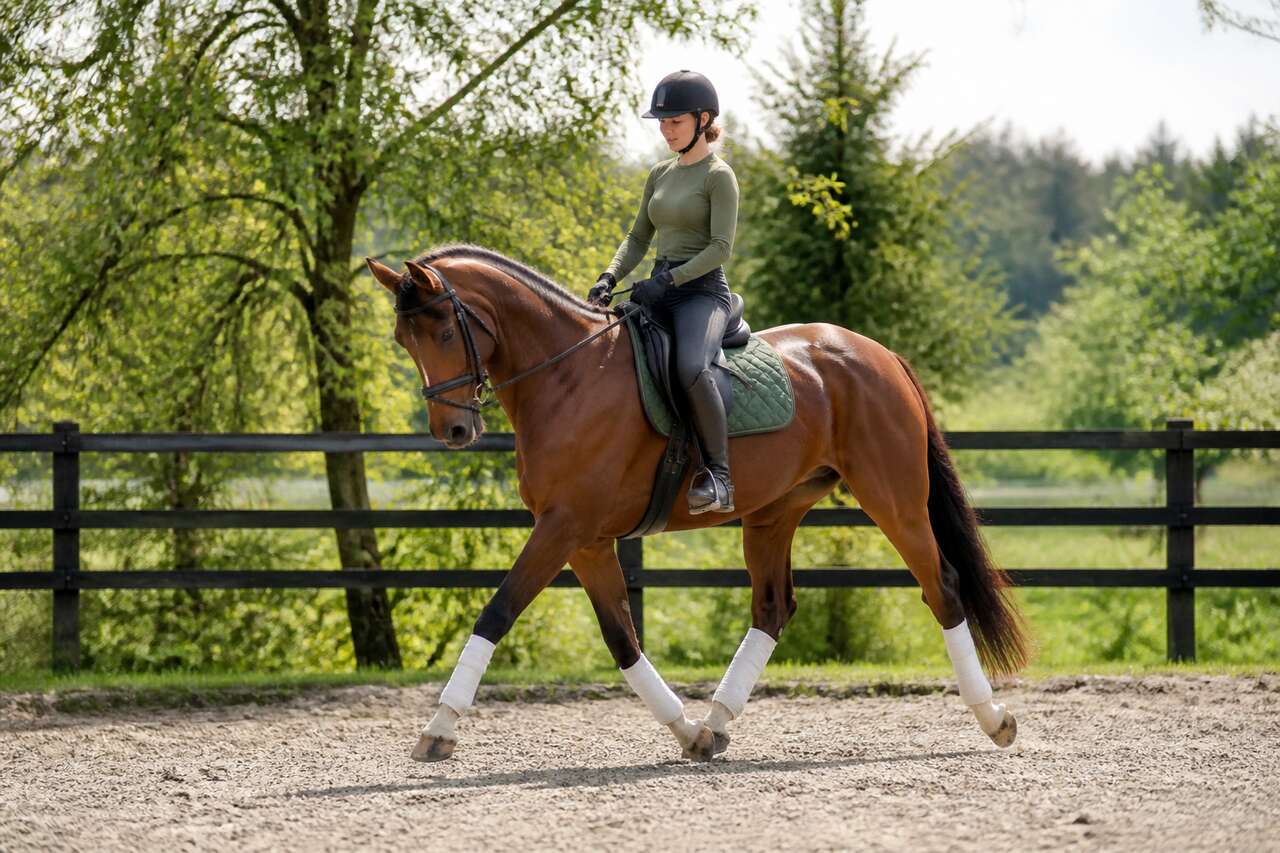 Pourquoi faire du dressage en extérieur Pourquoi faire du dressage en extérieur
