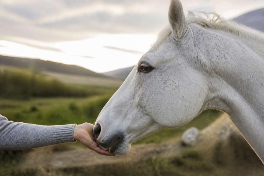 Le cheval et la main : relation et communication