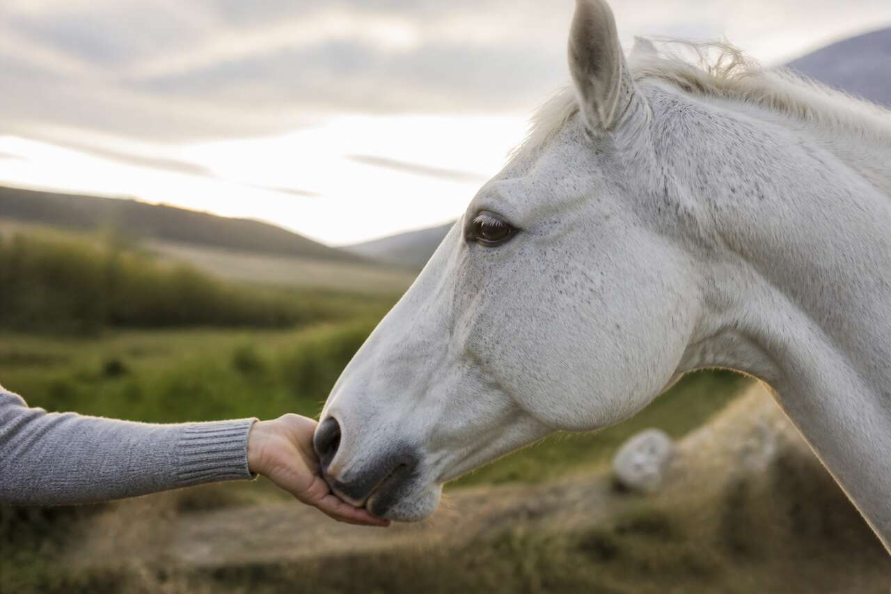 Le cheval et la main : relation et communication