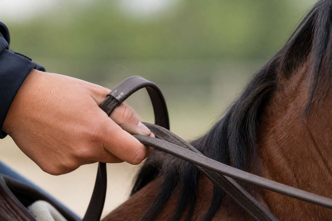 La main du cavalier, un canal de communication avant d’être un outil La main du cavalier, un canal de communication avant d’être un outil