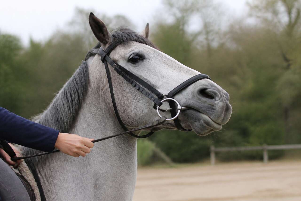 Erreurs courantes et signaux d’alerte: quand le cheval dit non Erreurs courantes et signaux d’alerte: quand le cheval dit non