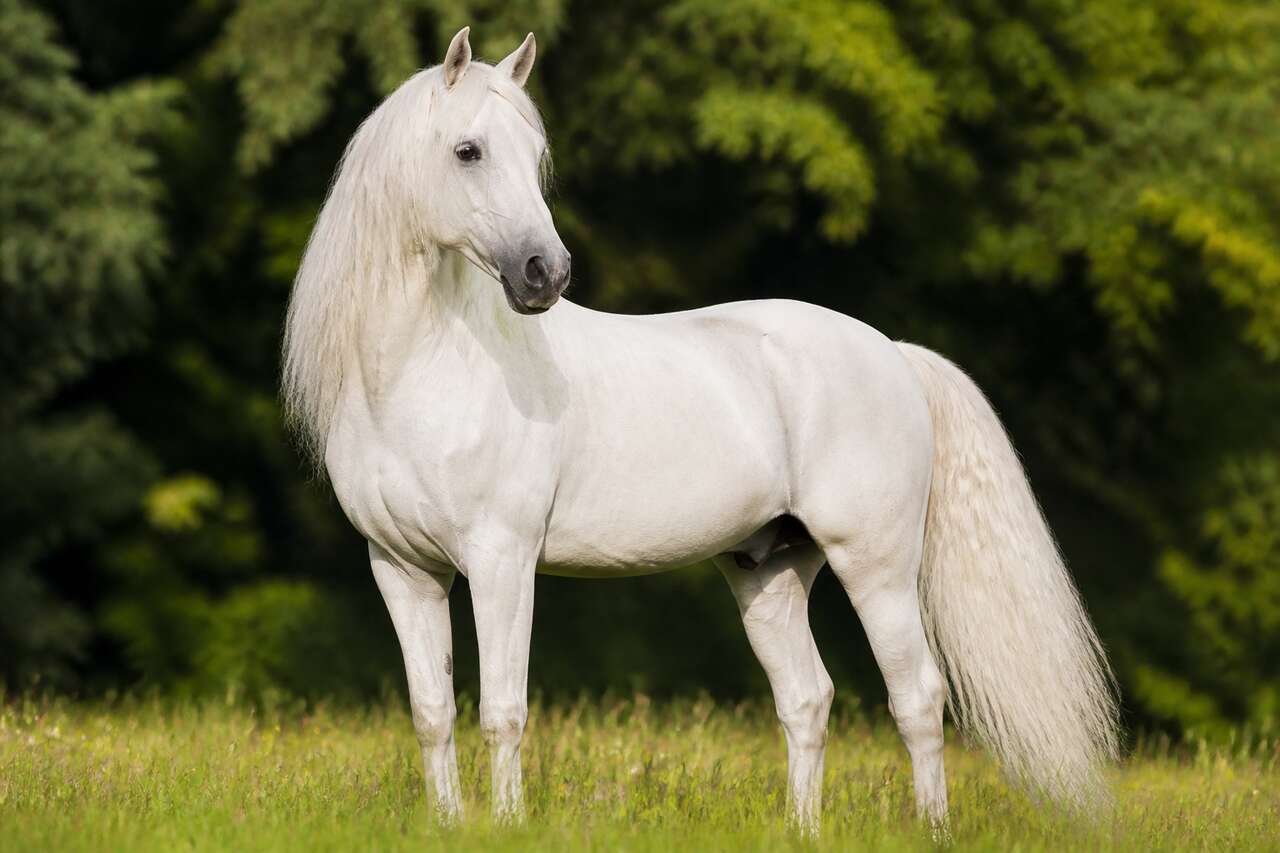 Lipizzan : l'élégance du cheval blanc