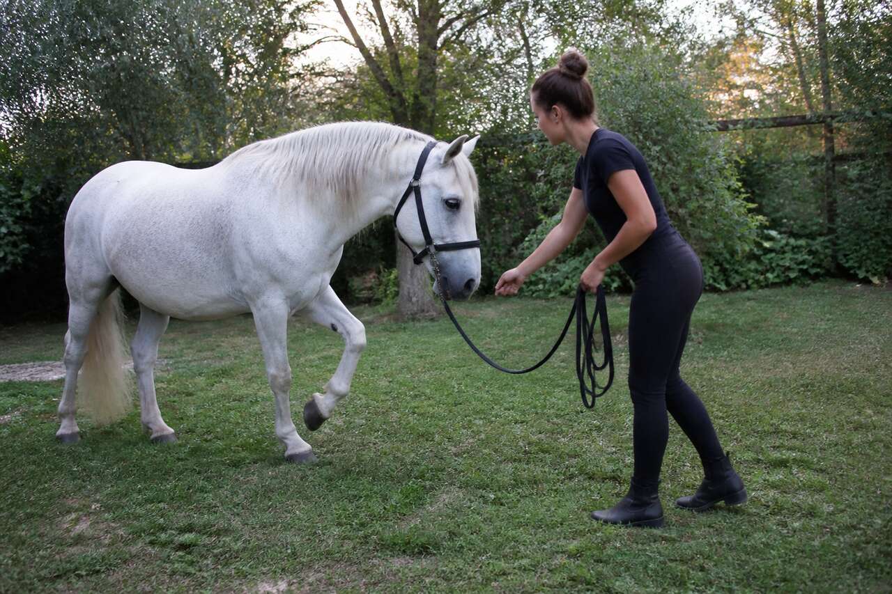 Travailler son cheval à la maison sans carrière