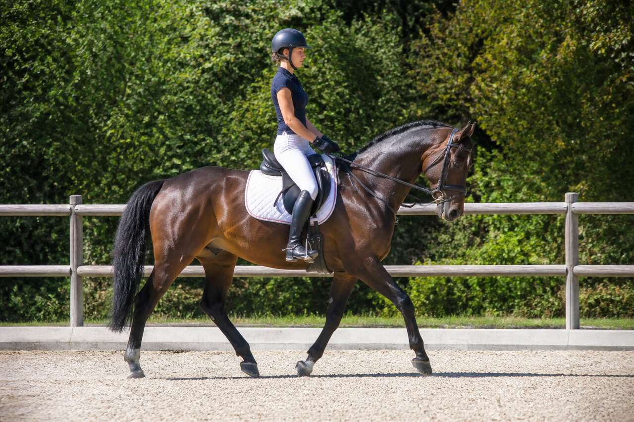 Améliorez vos transitions trot-pas en équitation