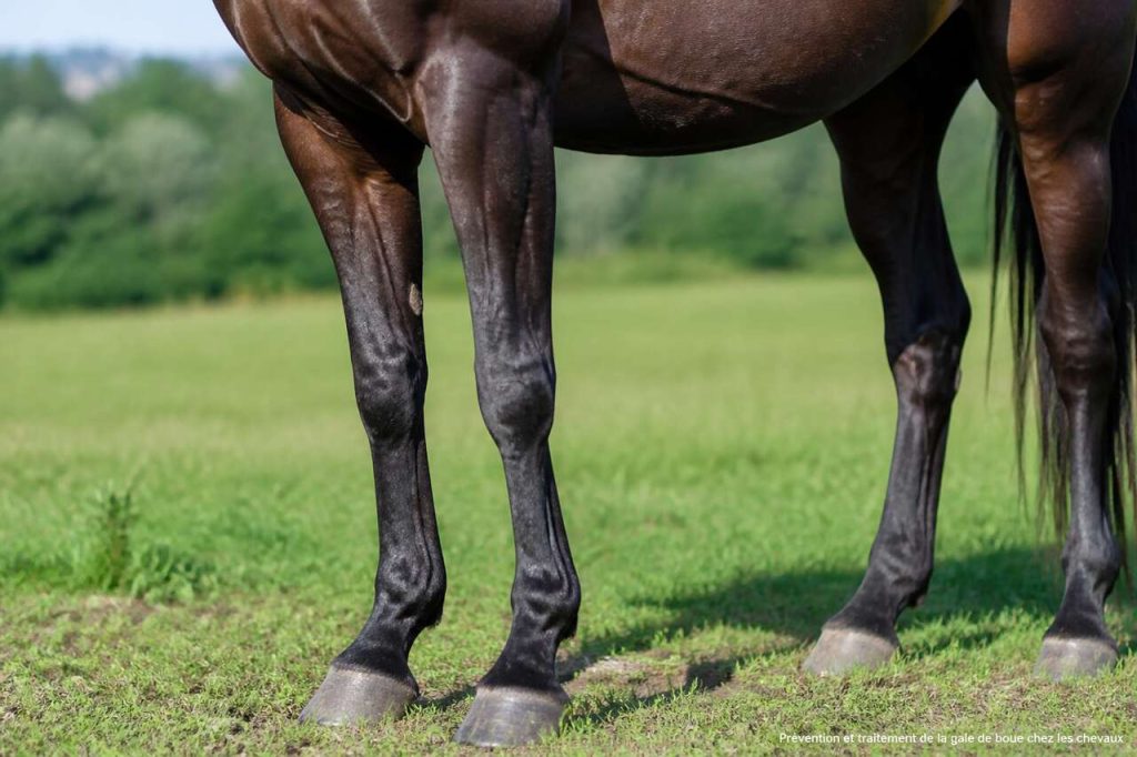 Gale de boue : prévention et traitement pour chevaux