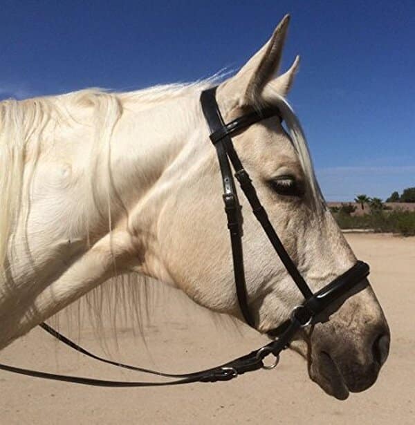 Découvrez notre test complet du bridon Wonder Care en cuir véritable : qualité, confort et durabilité pour votre cheval.