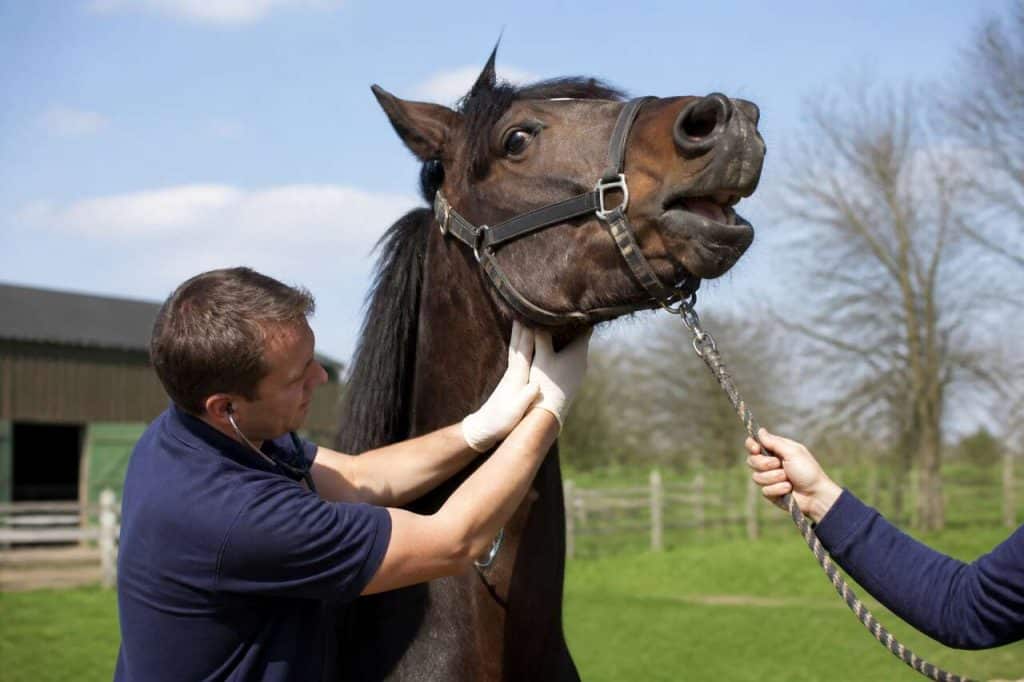 Cornage chez le Cheval : causes et Traitements