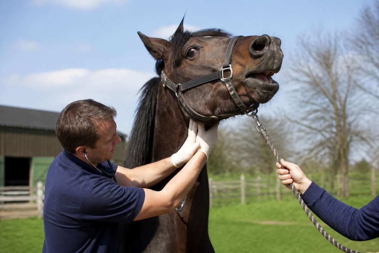 Cornage chez le Cheval : causes et Traitements
