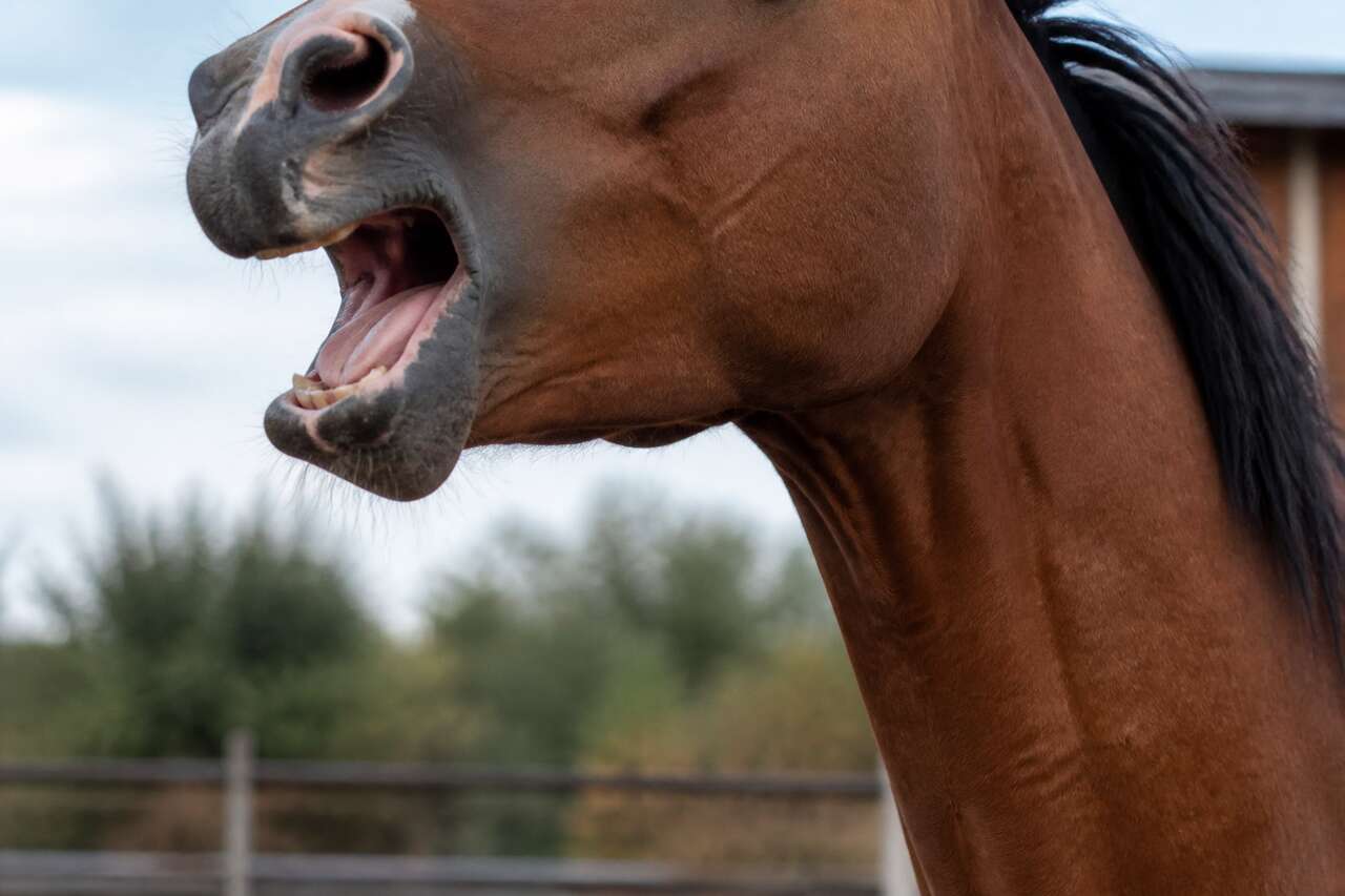 Bruit de cornage: sympt&ocirc;mes, situations typiques et confusions fr&eacute;quentes