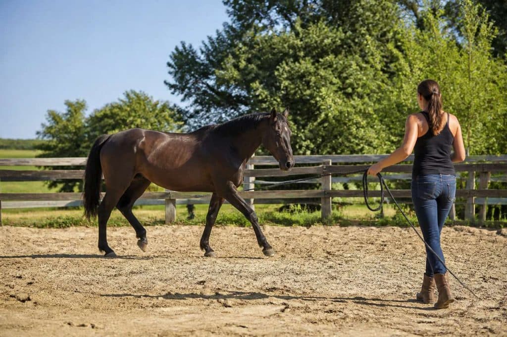 Comment rassembler un cheval efficacement ?