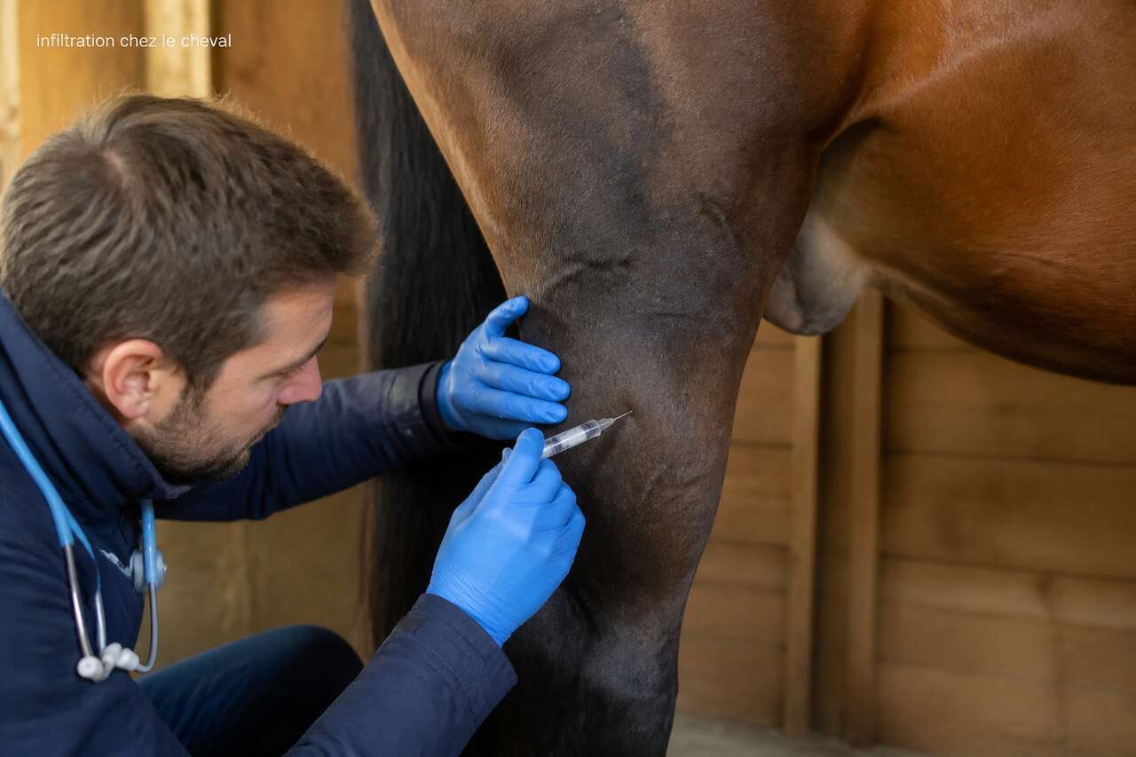 Infiltrations chez le cheval : que faut-il savoir ?