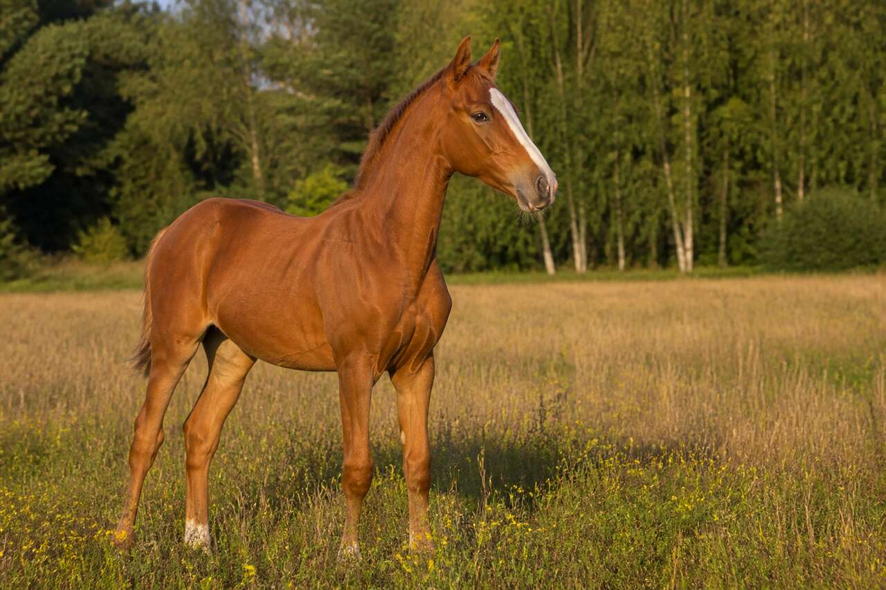 Exercices essentiels pour jeunes chevaux : conseils et techniques
