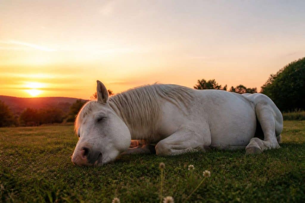 Sommeil des chevaux : comment dorment-ils ?