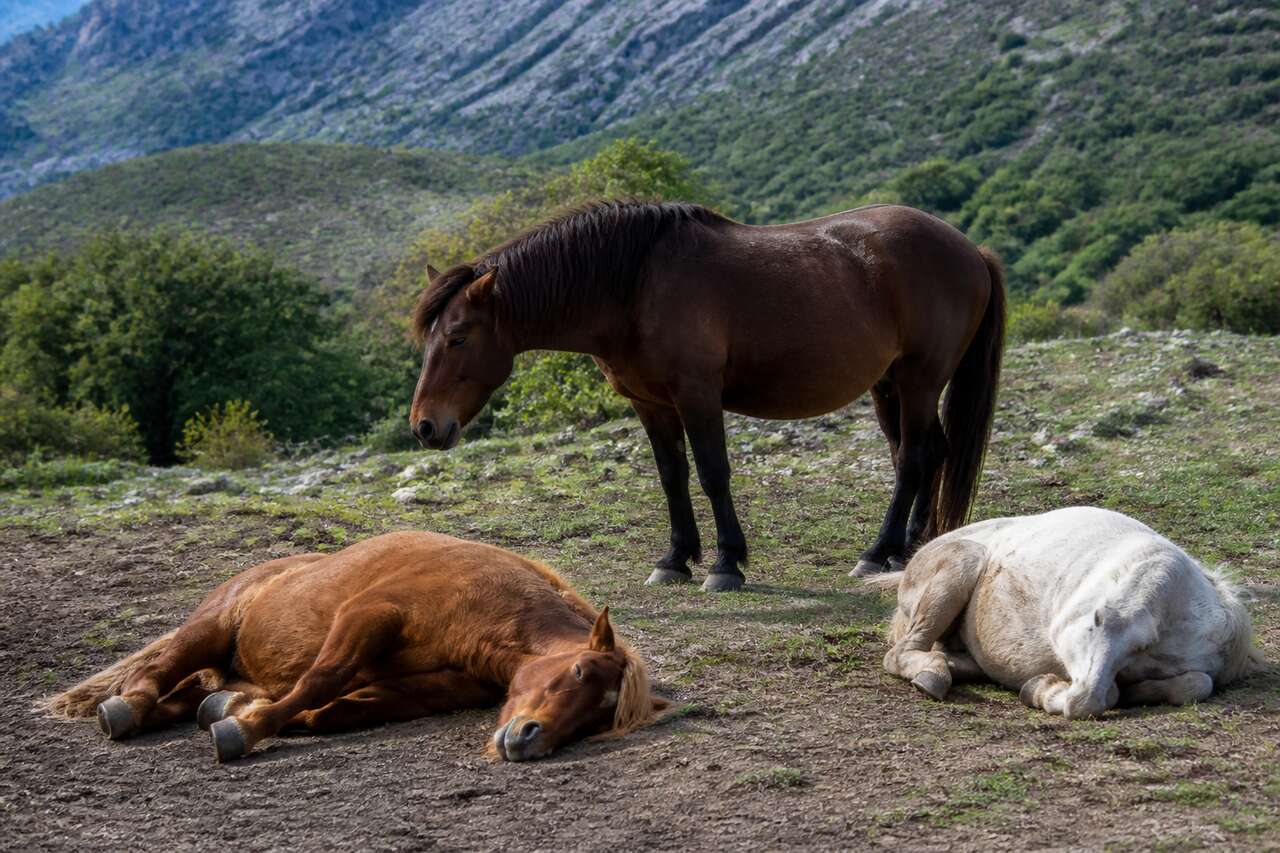 Debout, couché: les positions de sommeil et ce qu’elles signifient Debout, couché: les positions de sommeil et ce qu’elles signifient