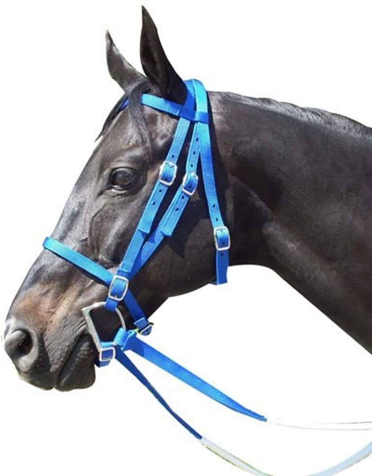 Test De La Bride Intrepid International Race En Nylon Bleu Roi
