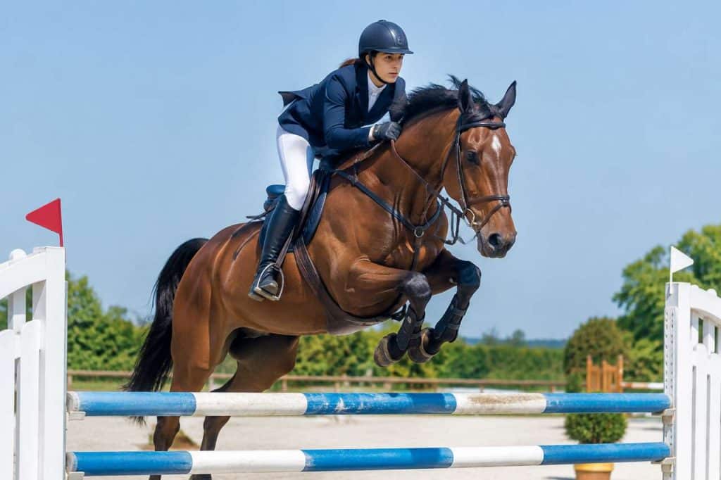 Sauts d'obstacles : guide pratique pour cavaliers
