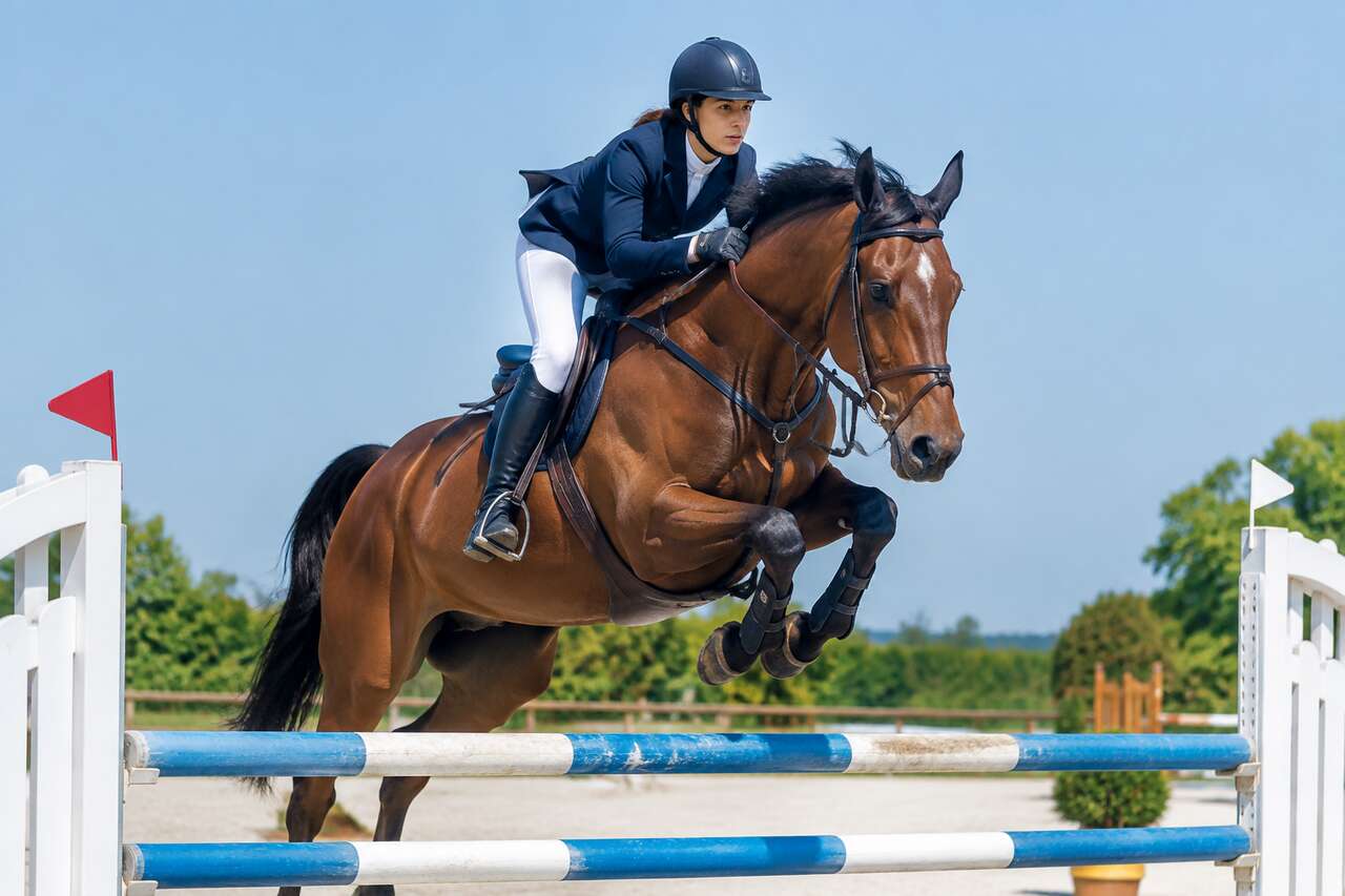 Sauts d'obstacles : guide pratique pour cavaliers